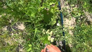 РАЗВЕДКА НОВОГО МЕСТА! Ловля ЩУКИ на живца с берега поставушками