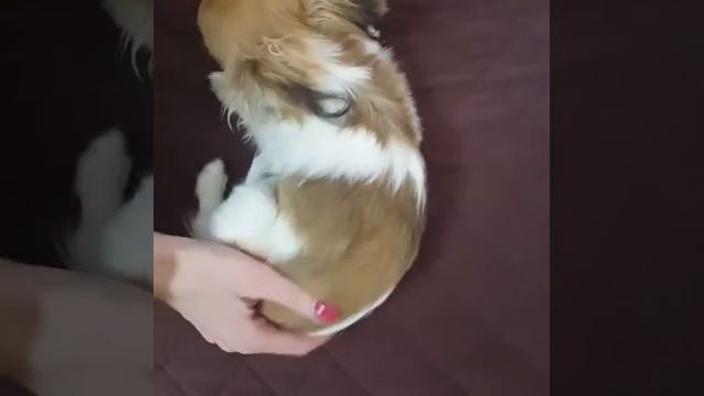 Многоразовые пеленки для собак смотреть онлайн