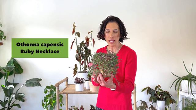 My favorite COLORFUL Plants to add a POP to your houseplant collection смотреть онлайн