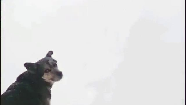 очкошник