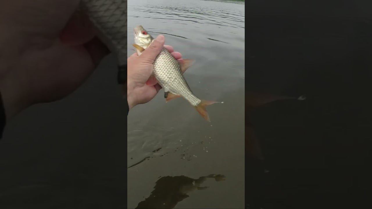 | Высь и рай какашку :-) | Жирная плотва | смотреть онлайн