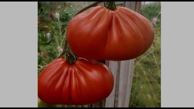 О такой даче мечтают многие смотреть онлайн