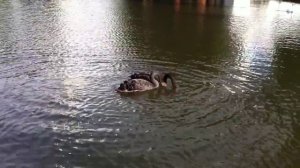 Брачный танец черных лебедей