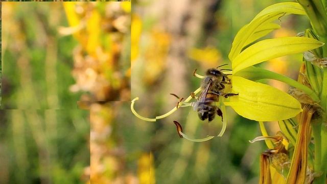 АСФОДЕЛИНА ЖЕЛТАЯ (Asphodeline lutea) смотреть онлайн