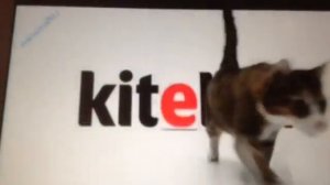 Топ 6 реклам про влажный кошачий корм