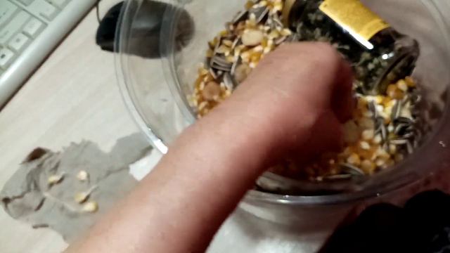 Семена🌽🌽🌽 КУКУРУЗЫ проросли на 100%👍👍👍 Вот что значит СВОИ СЕМЕНА!!🌞🌞🌞! 31.12.23г.💖 смотреть онлайн