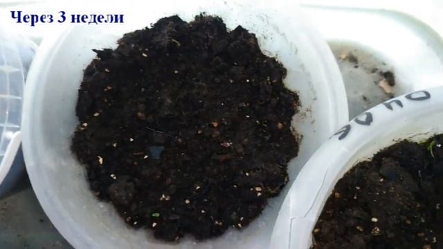 Выращиваем дубы из весенних желудей смотреть онлайн