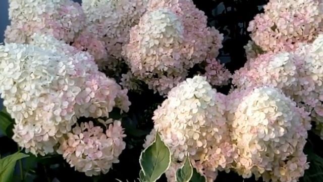 Метельчатые гортензии в ЖАРУ! Осенняя подкормка метельчатых гортензий. 24.08.2022 смотреть онлайн