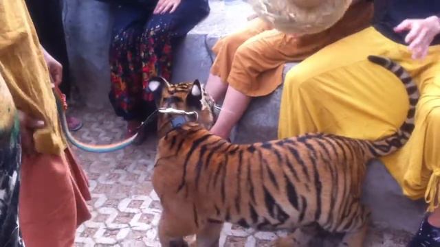 паттайя-в гостях у монахов смотреть онлайн