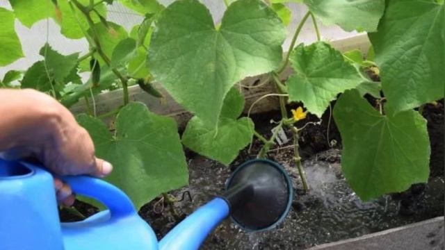 ПОЛ-ЛИТРА под куст и ОГУРЦЫ нарастают ВЁДРАМИ и НЕ ЖЕЛТЕЮТ! Сразу плодоносят и не болеют! смотреть онлайн