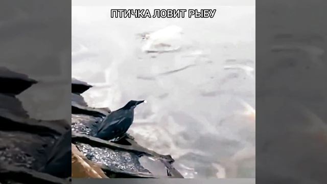 Птичка Ловит Рыбу смотреть онлайн