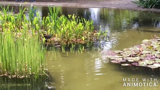 Пруд с лягушками. смотреть онлайн