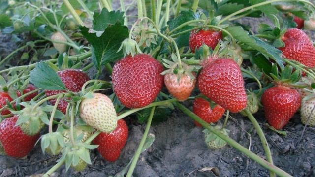 Зачем фрукты меняют свой вкус и цвет во время созревания смотреть онлайн