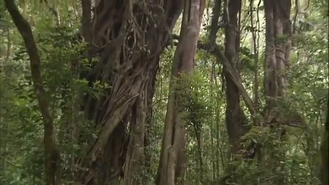 Медитация рилакс смотреть онлайн