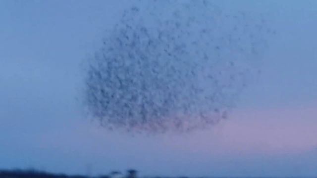 Bird Migration - amazing flight / удивительный танец птиц -мурмурация смотреть онлайн