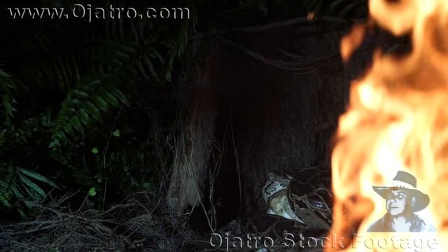 Python vs Wildfire 04 Reversed смотреть онлайн