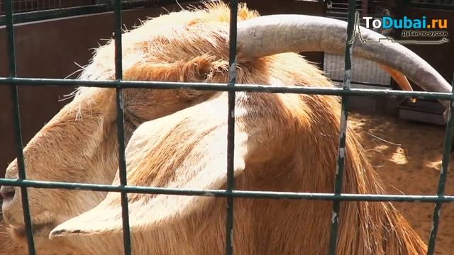 Зоопарк в Абу-Даби. Abu-Dhabi Family and kids Park Zoo смотреть онлайн
