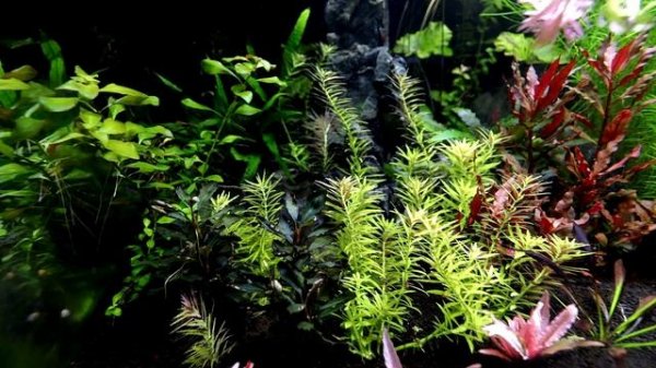 Aquarium Plants Limnophila Aromatica MINI!