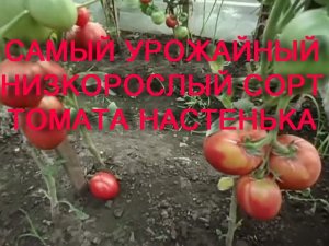 САМЫЙ УРОЖАЙНЫЙ НИЗКОРОСЛЫЙ СОРТ ТОМАТА НАСТЕНЬКА