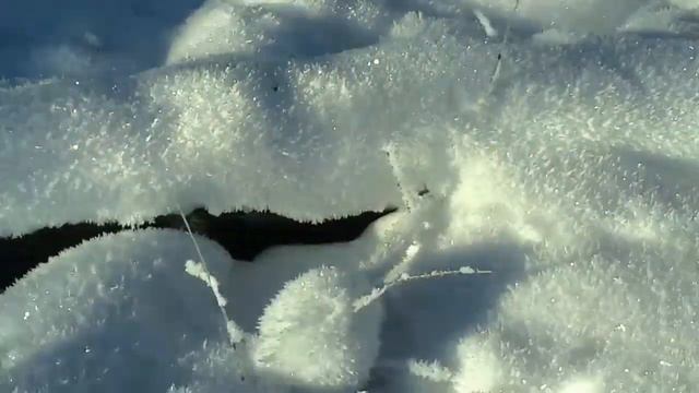 Единственный куст стланникова кедра на участке. смотреть онлайн