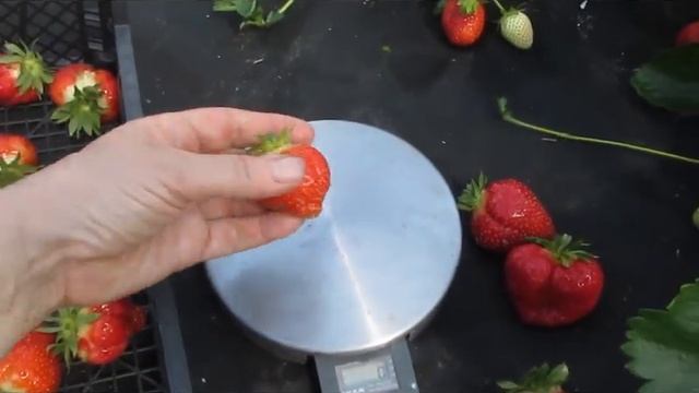 Клубника сорта Генри в 20 г - самый урожайный, крупноплодный сладкий сорт смотреть онлайн