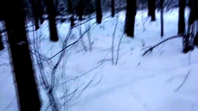 07.01.2024 года, поход в зимний лес, следы зверей и птиц!