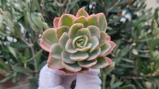 Echeveria Pink Vera variegated смотреть онлайн