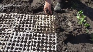 Посадка семян в лотки из под яиц