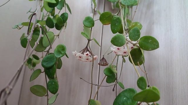 Хойя Матильда смотреть онлайн