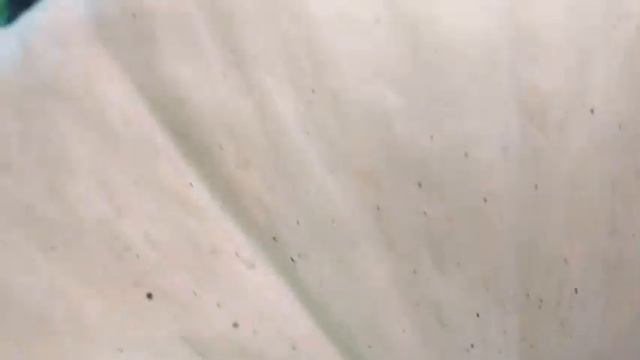 Весь процесс роста тыквы гиганта Сезон 2021 года смотреть онлайн