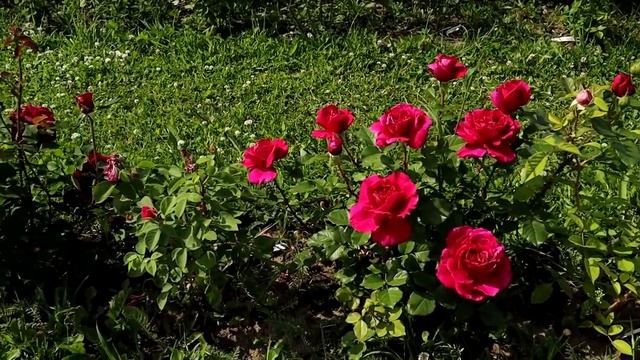 Роза Фишерманн френд - бархатная роза с магической силой смотреть онлайн