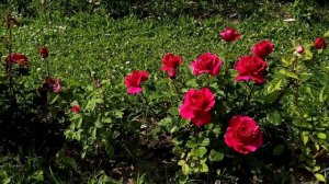 Роза Фишерманн френд - бархатная роза с магической силой