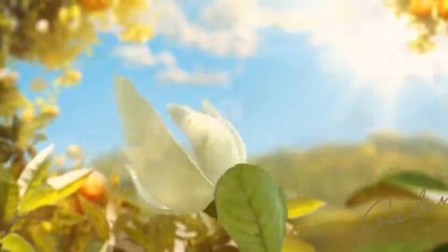 Парфюмерная вода Galaxie смотреть онлайн