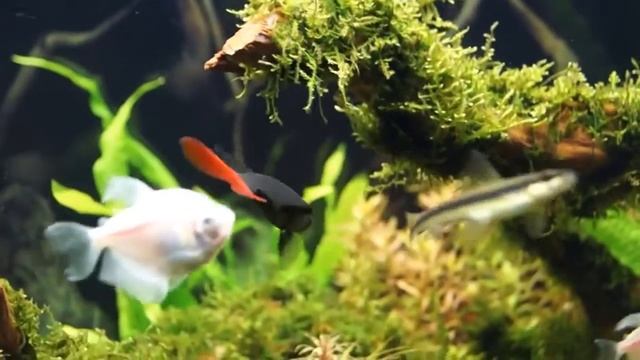 Лабео двухцветный Labeo Bicolor