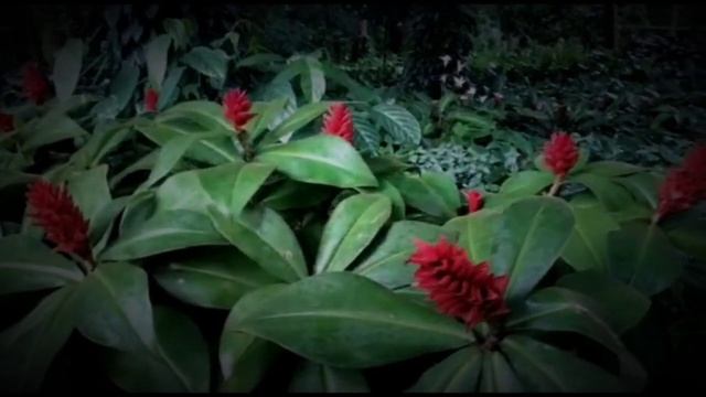 Thomas Stanford Raffles dan Lady Raffles || Penelusuran sejarah hingga mitos sang Lady смотреть онлайн