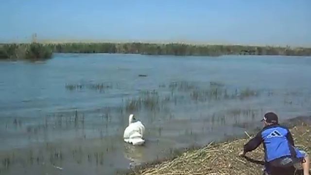 Лебеди в Крыму.Совсем ручные. смотреть онлайн