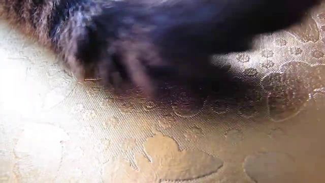 Кошкин ХВОСТ виляет на столе. Wagging смотреть онлайн