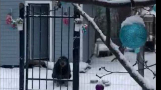 За всю жизнь у собачки даже будки не было .То -что сделала женщина порадовало не только собачку.