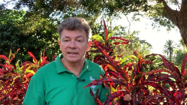 Codiaeum variegatum - Garden Croton смотреть онлайн