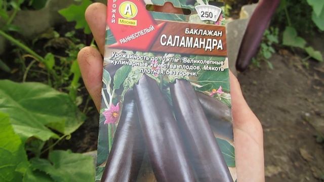 Урожайность огурцов Эколь F 1 в теплице во втором обороте! смотреть онлайн