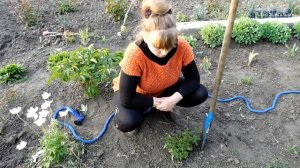 Вероника лекарственная размножение посадка уход выращивание. Как посадить веронику лекарственную.