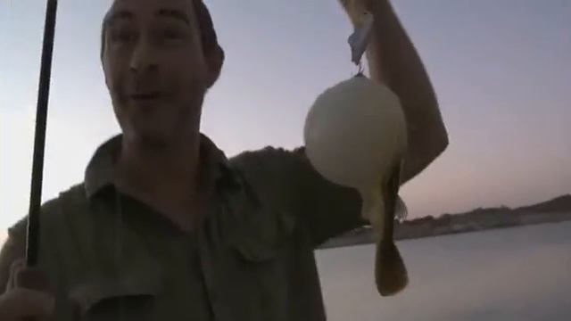 Как ловят спиннингом пресноводного тетраодона Фахака (Tetraodon lineatus) в Асуанском водохранилище смотреть онлайн