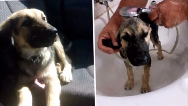 К бетонной стене прижимались двое тощих бездомных щенков, они уже и не надеялись на помощь смотреть онлайн