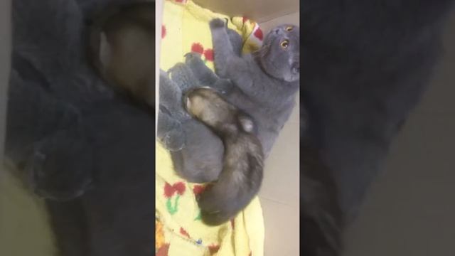 Хорек залез в коробку к новорожденным котятам. ?Съест или нет? смотреть онлайн
