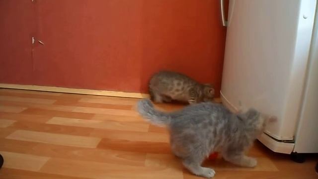 Котятам 2 месяца смотреть онлайн