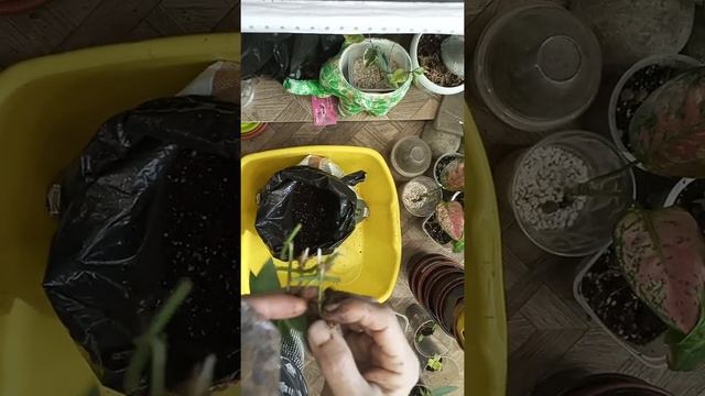 Мои укореняшки. смотреть онлайн