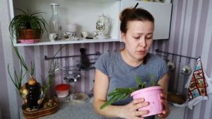 Питахайя. Выращиваем дома. Экзотика