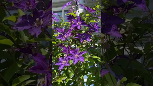 Purple Clematis смотреть онлайн