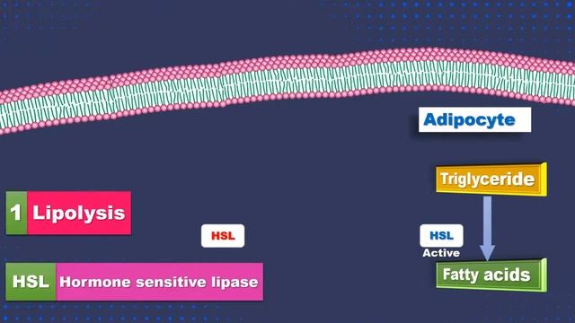 Lipolysis: Fatty acid oxidation: Part 2: Hormone sensitive lipase: biochemistry смотреть онлайн