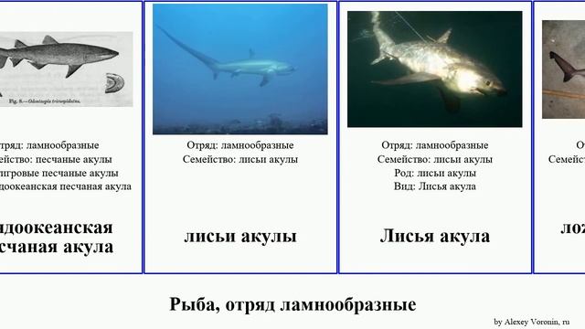 Рыба, отряд ламнообразные акула акулы fish песчаные лисья Большеглазая песчаная Пелагическая Heads смотреть онлайн